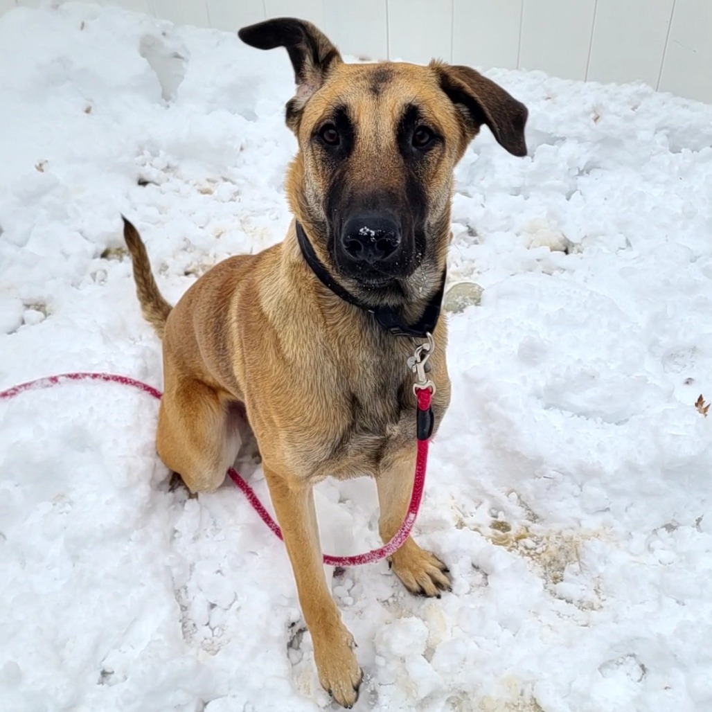Fettuccine Alfredo — thumbnail 5