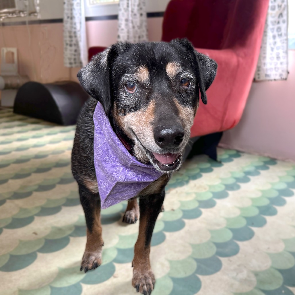 Kiwi, adoptable senior dog