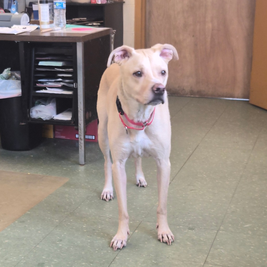 Carrie Underdog, photo 2