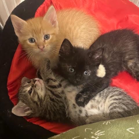 BUTTERCUP - Domestic Shorthair available for adoption