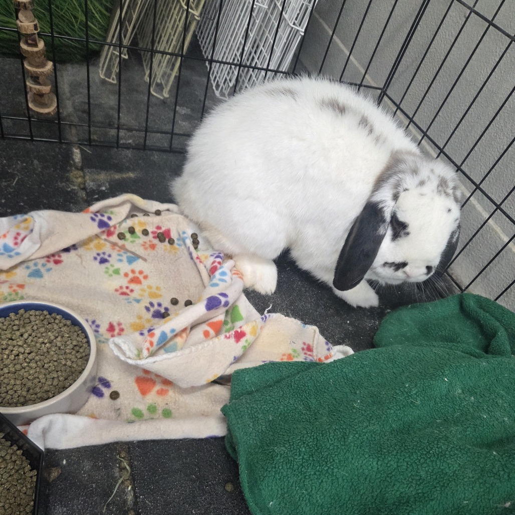 SYDNEY - Lop / English available for adoption