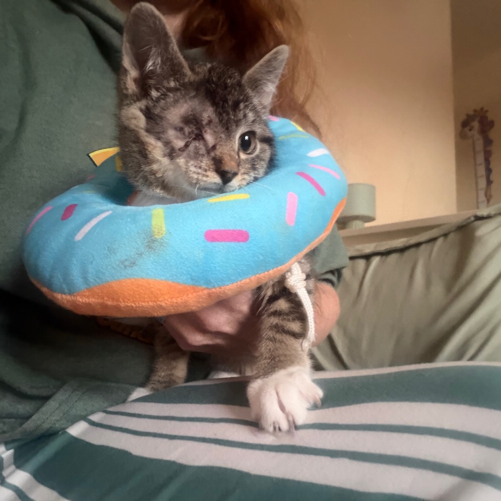 JACK JACK - Domestic Shorthair for adoption in Silver Spring