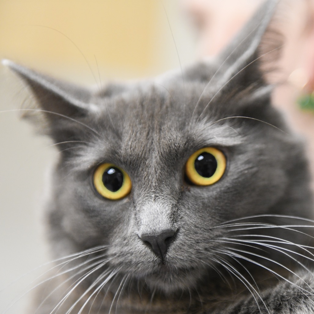 Lucky Charm - Domestic Medium Hair