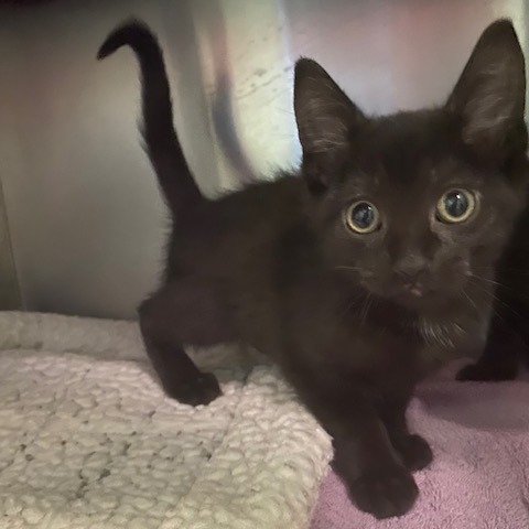 GALAXY - Domestic Shorthair available for adoption