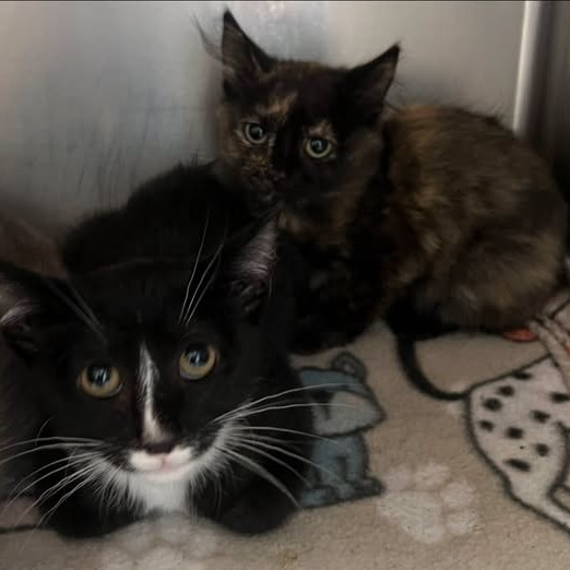 Pants - Domestic Shorthair