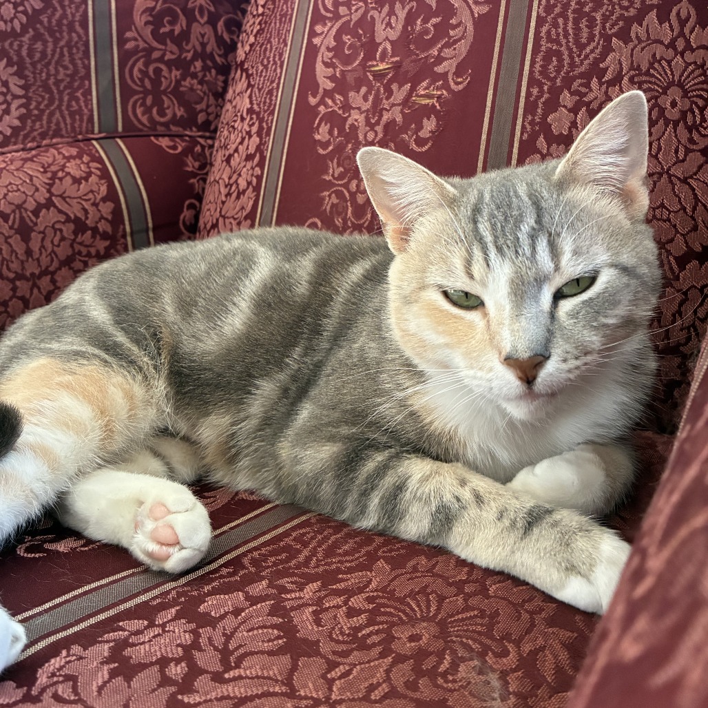 Coconut Patty — thumbnail 3