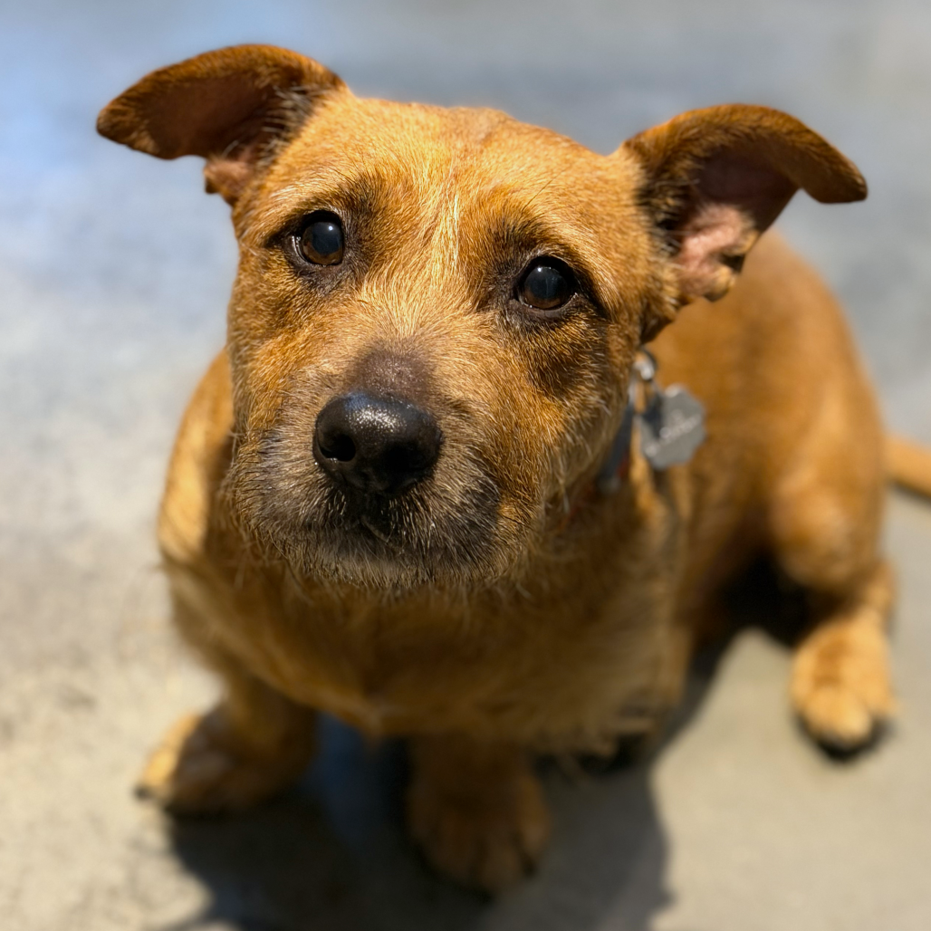 Terrier
