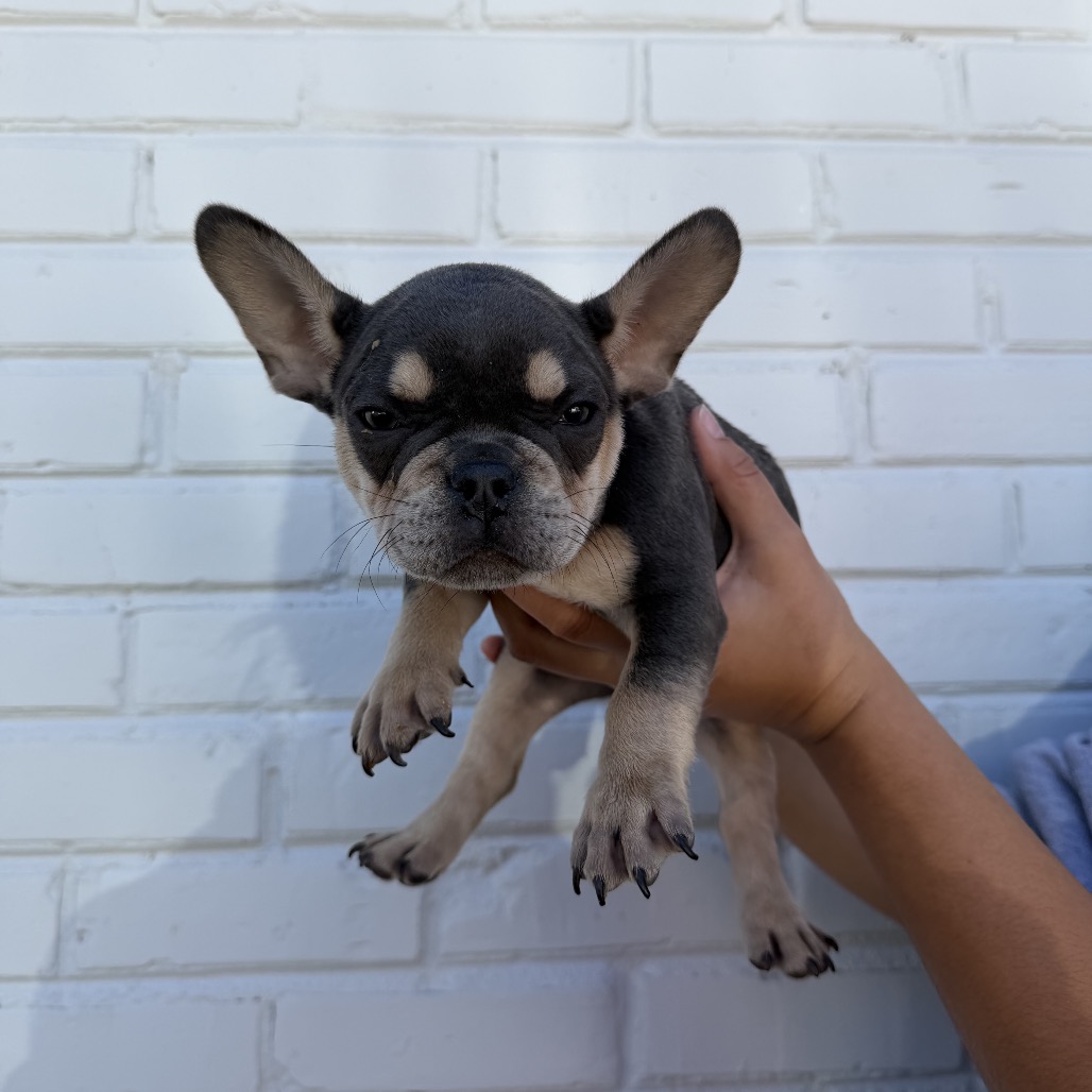 Juniper