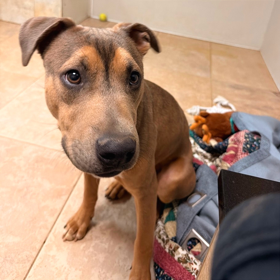 Aries — thumbnail 10