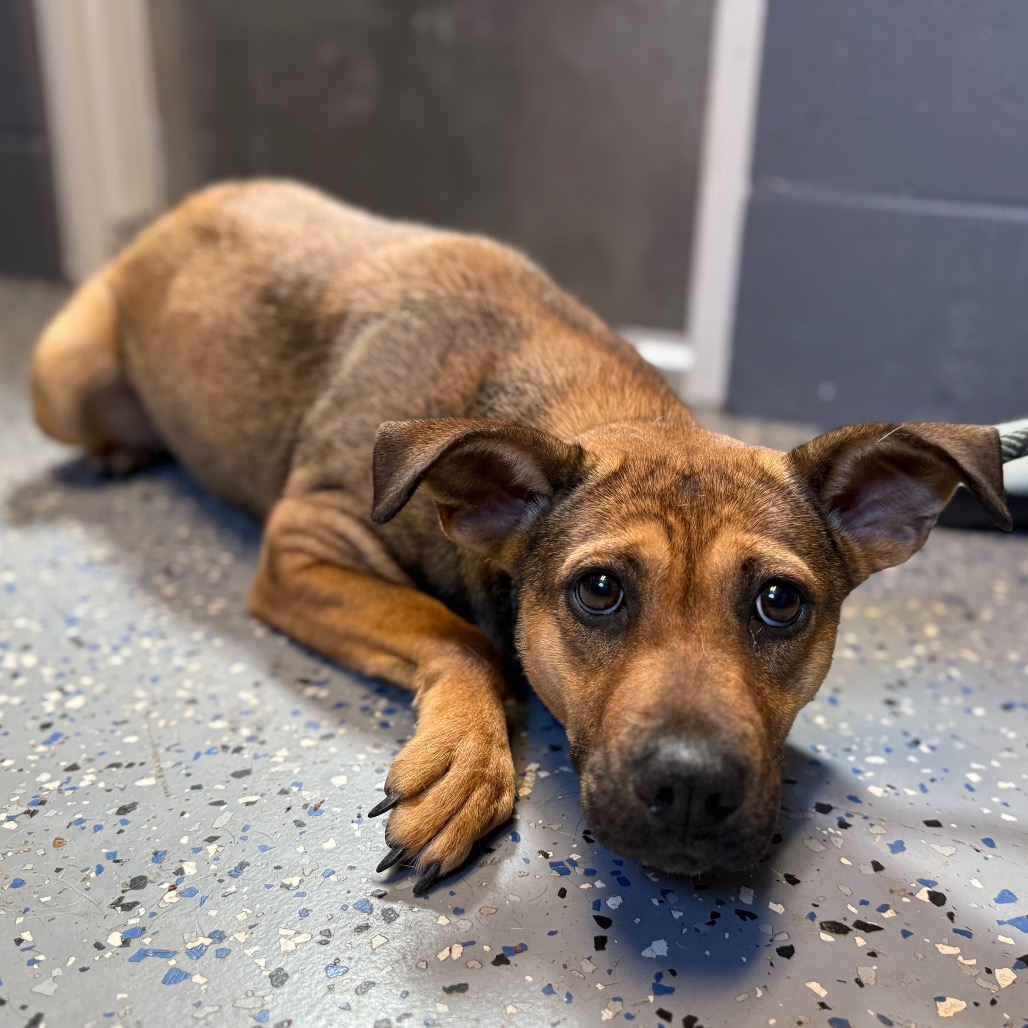  Photo of TUSC-Stray-84617