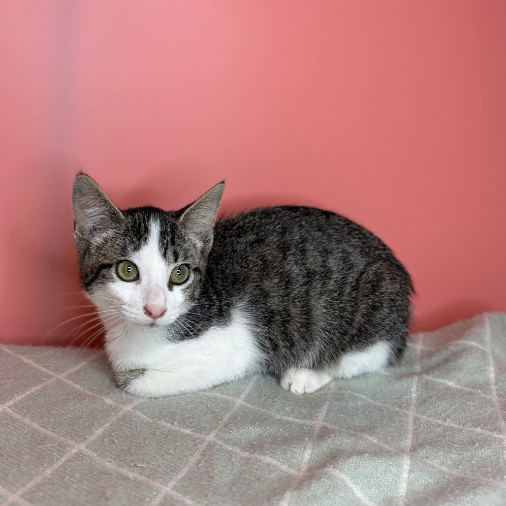 THE FUZZ - Domestic Shorthair available for adoption