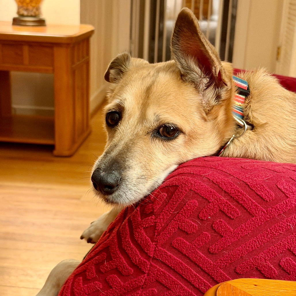 Chloe, photo 10