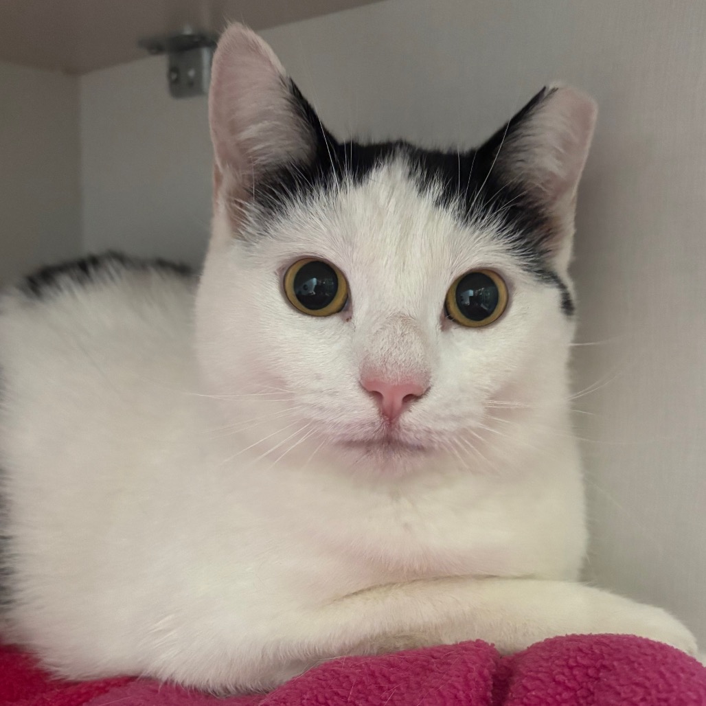 River - Domestic Shorthair