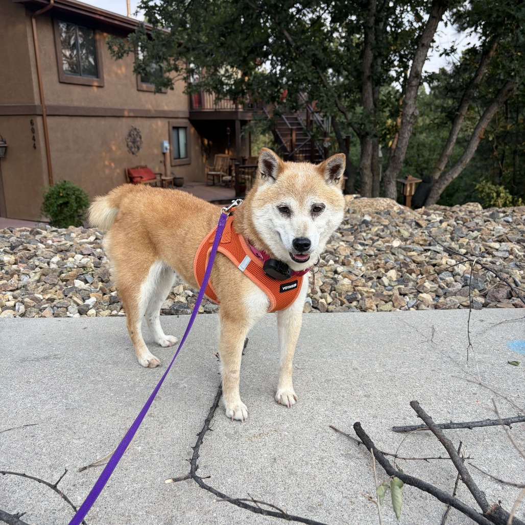 SMILEY (MR26-336) - Shiba Inu available for adoption