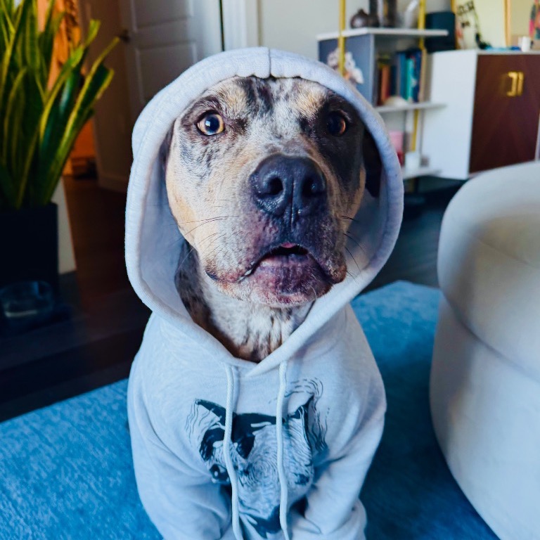 Image of Shadow looking at the camera