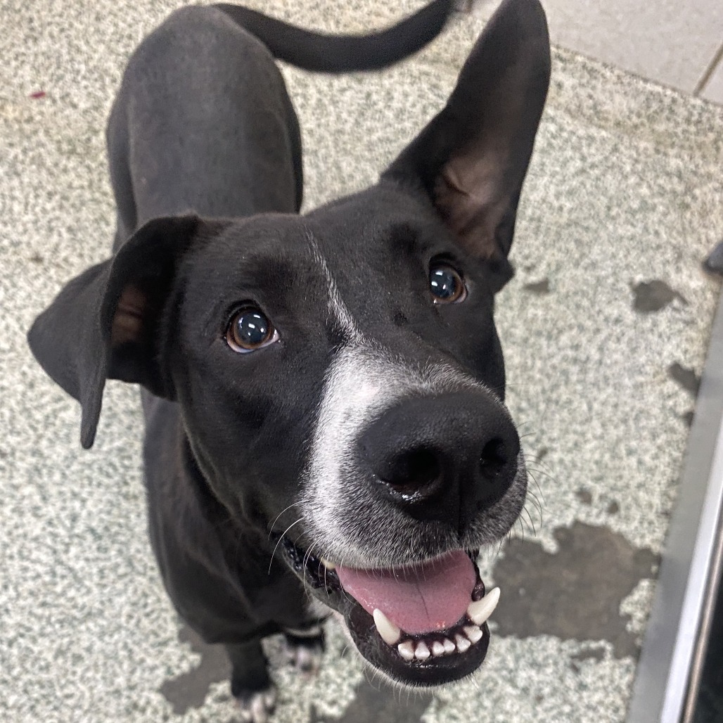 LEXIE HULL - Mixed Breed (Medium) available for adoption