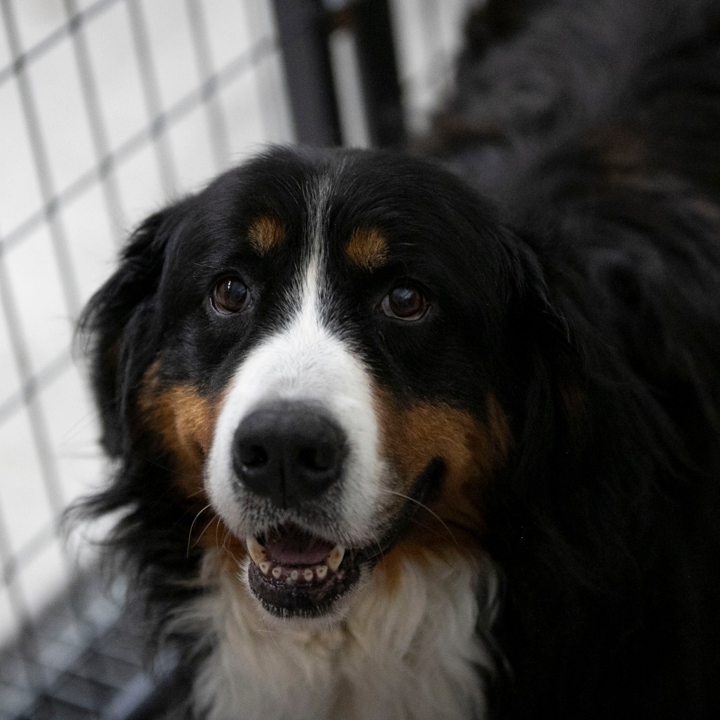 Siri (JY26-24), photo 2