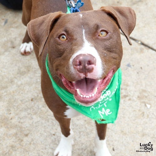 GILLIGAN - Terrier / Retriever, Labrador available for adoption