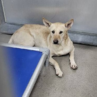 Kennel#34a Hunter's preview photo