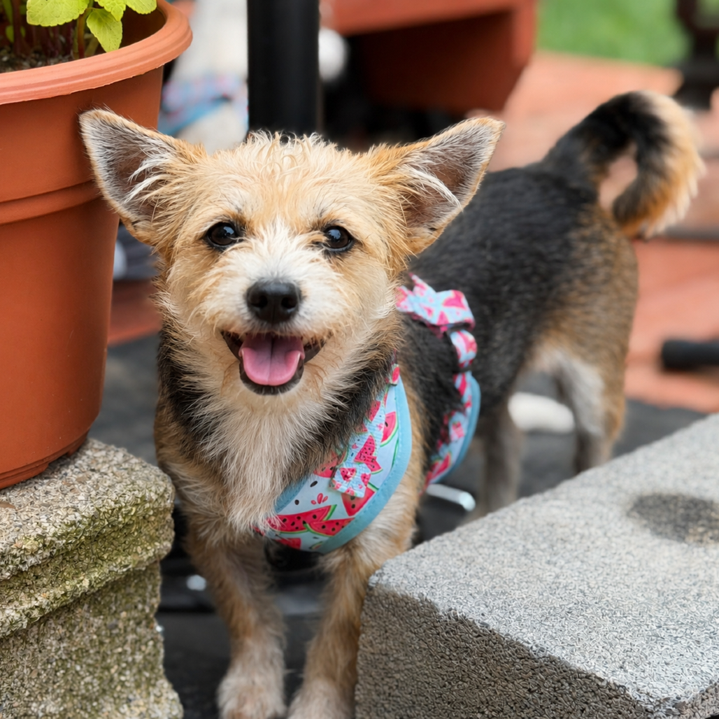BUTTERSCOTCH - Terrier, Yorkshire, Yorkie / Mixed Breed (Small) available for adoption