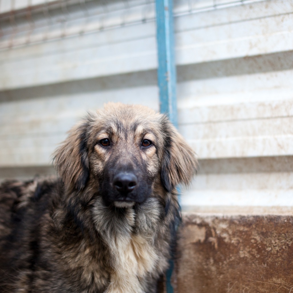 Gisela / Sanpetru 31.07.2023 4F puppy