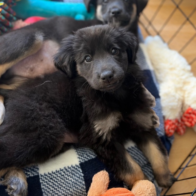 Mabel, a black puppy