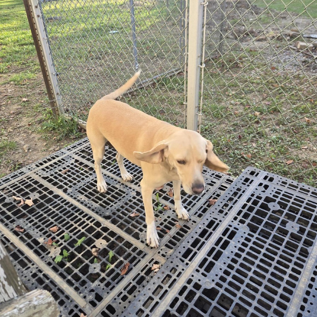 Bumble — thumbnail 2