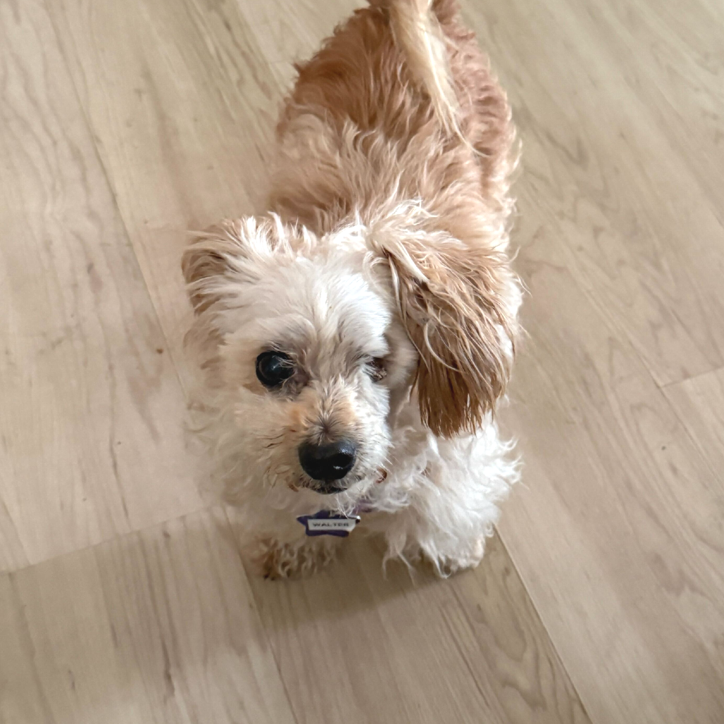 Walter, photo 4