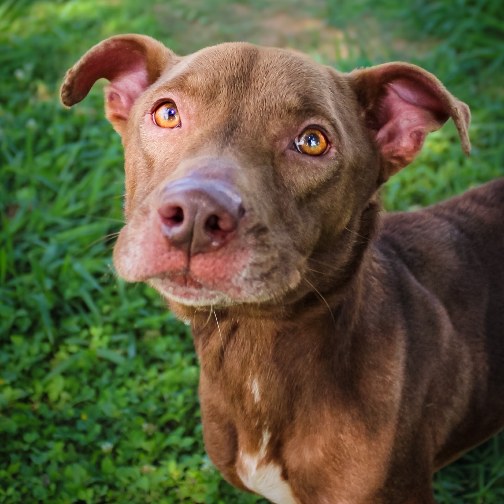 Hannah, an adoptable dog at SPCA-BC