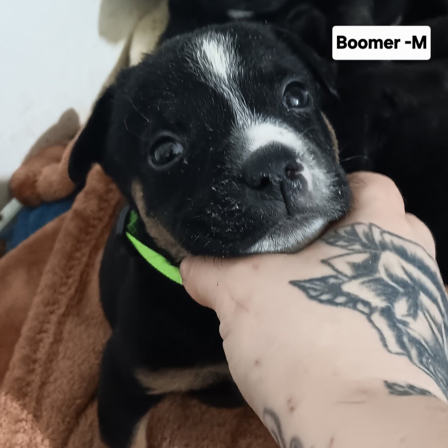 Boomer