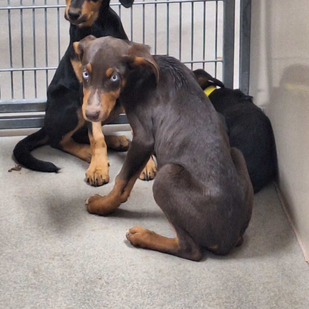  Kennel#34d blue collar's preview photo