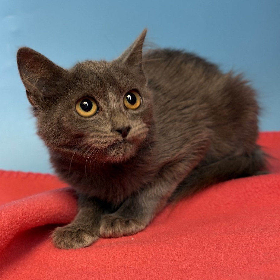 TORI - Domestic Shorthair available for adoption