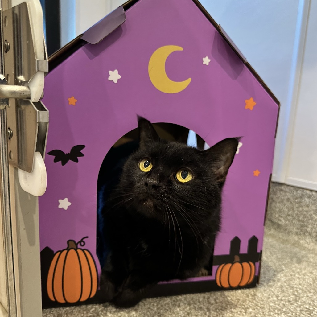 CHLOE - Domestic Shorthair available for adoption