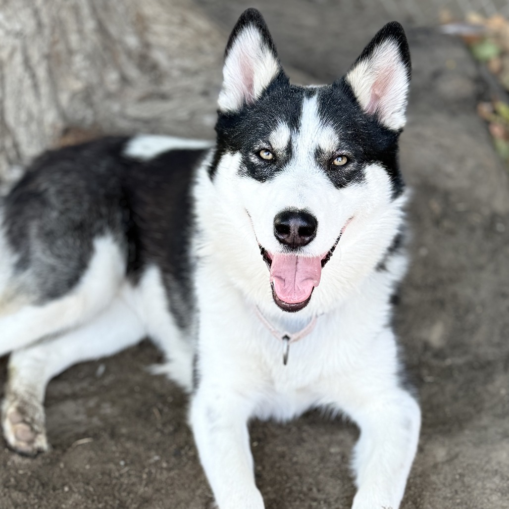 Gwen — thumbnail 2