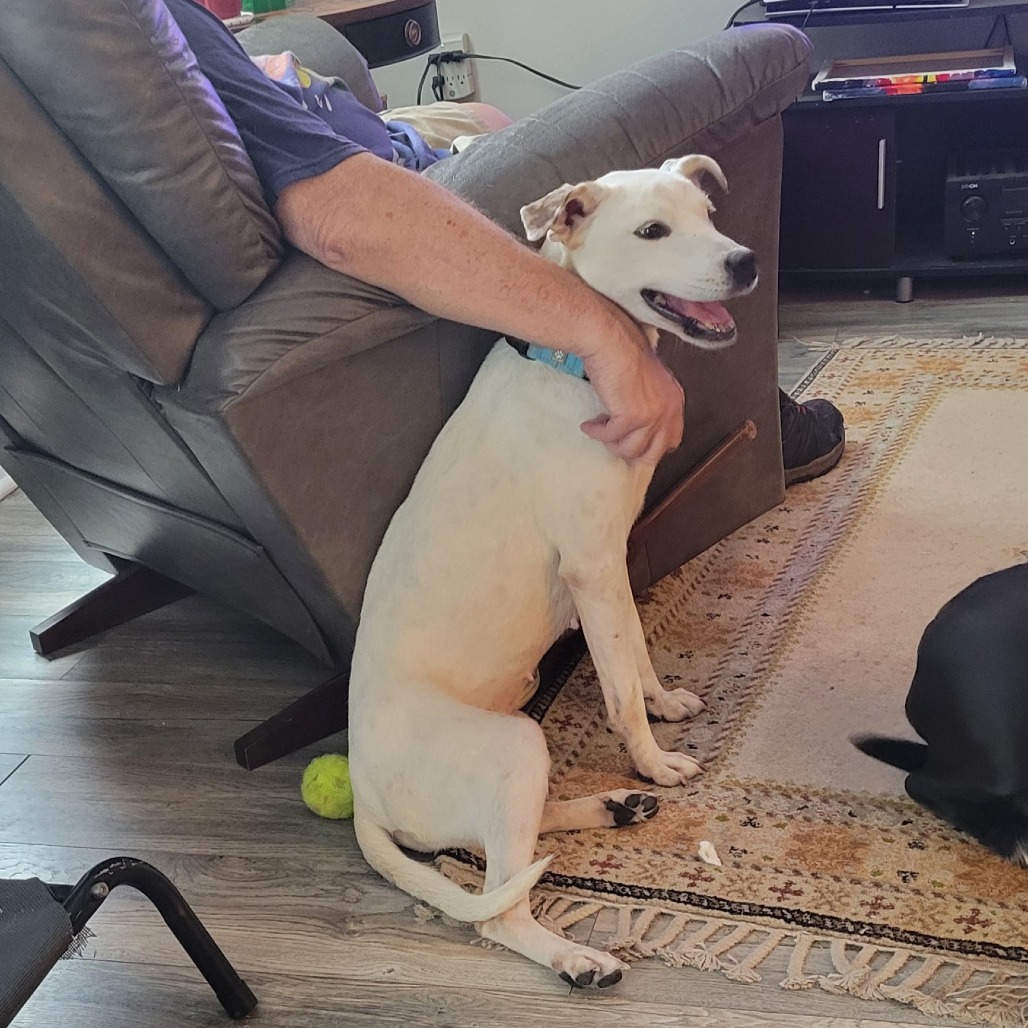 MILLIE - Retriever, Yellow Labrador / Cattle Dog available for adoption