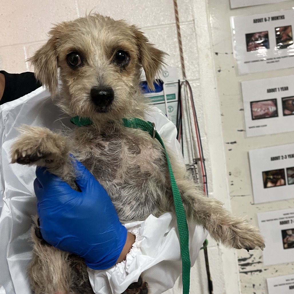 Shrimp, available for adoption at PVAS