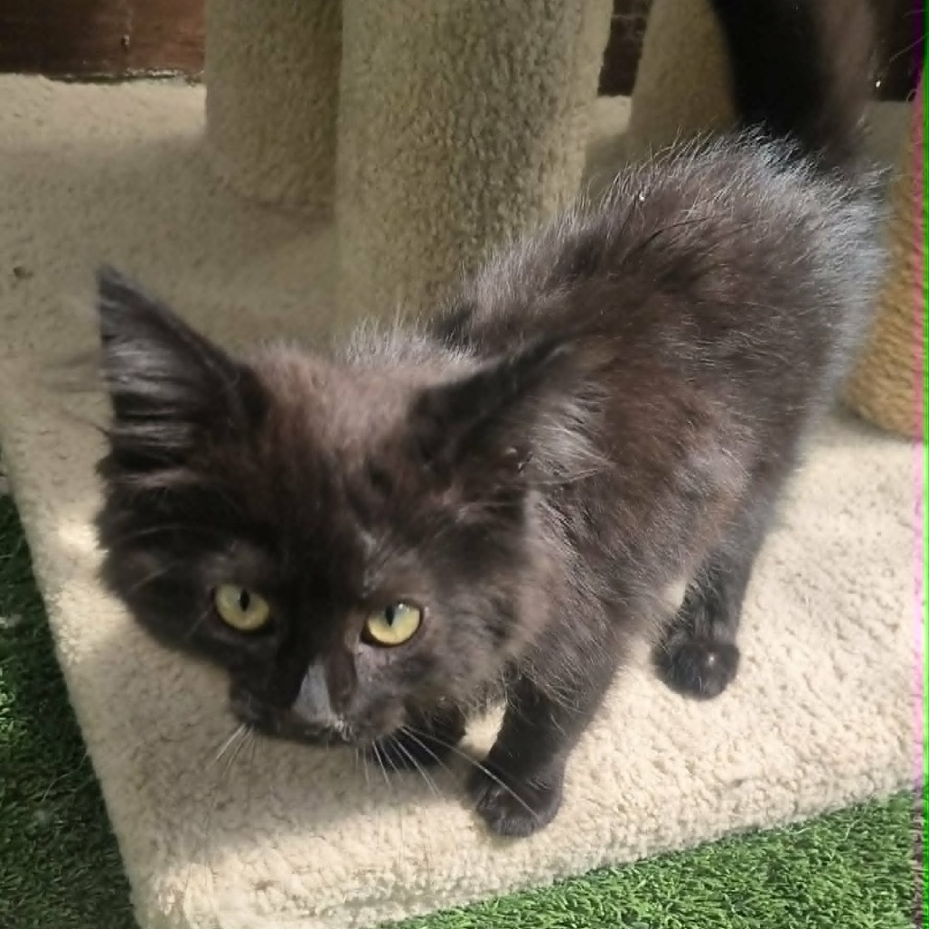 FLOYD - Domestic Medium Hair for adoption in Las Cruces
