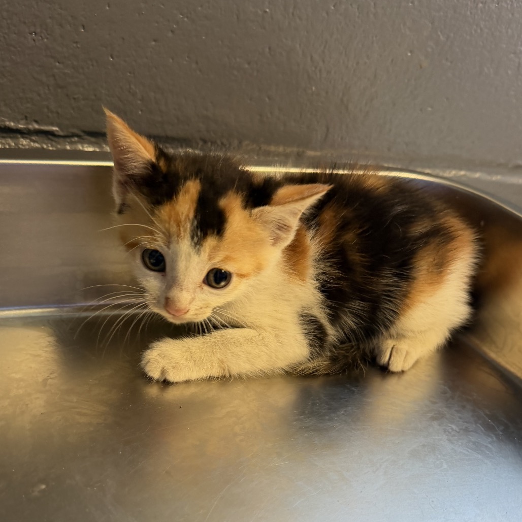 Tusc Stray 84839 2 3 4 5 6