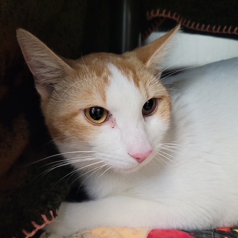 CECE HUGHES - Domestic Shorthair available for adoption
