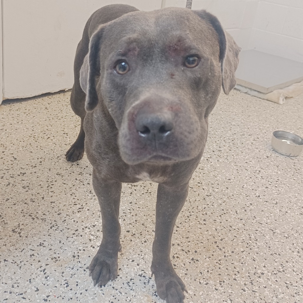 RAINBOW SPRINKLES - Retriever, Labrador / Terrier, American Staffordshire available for adoption