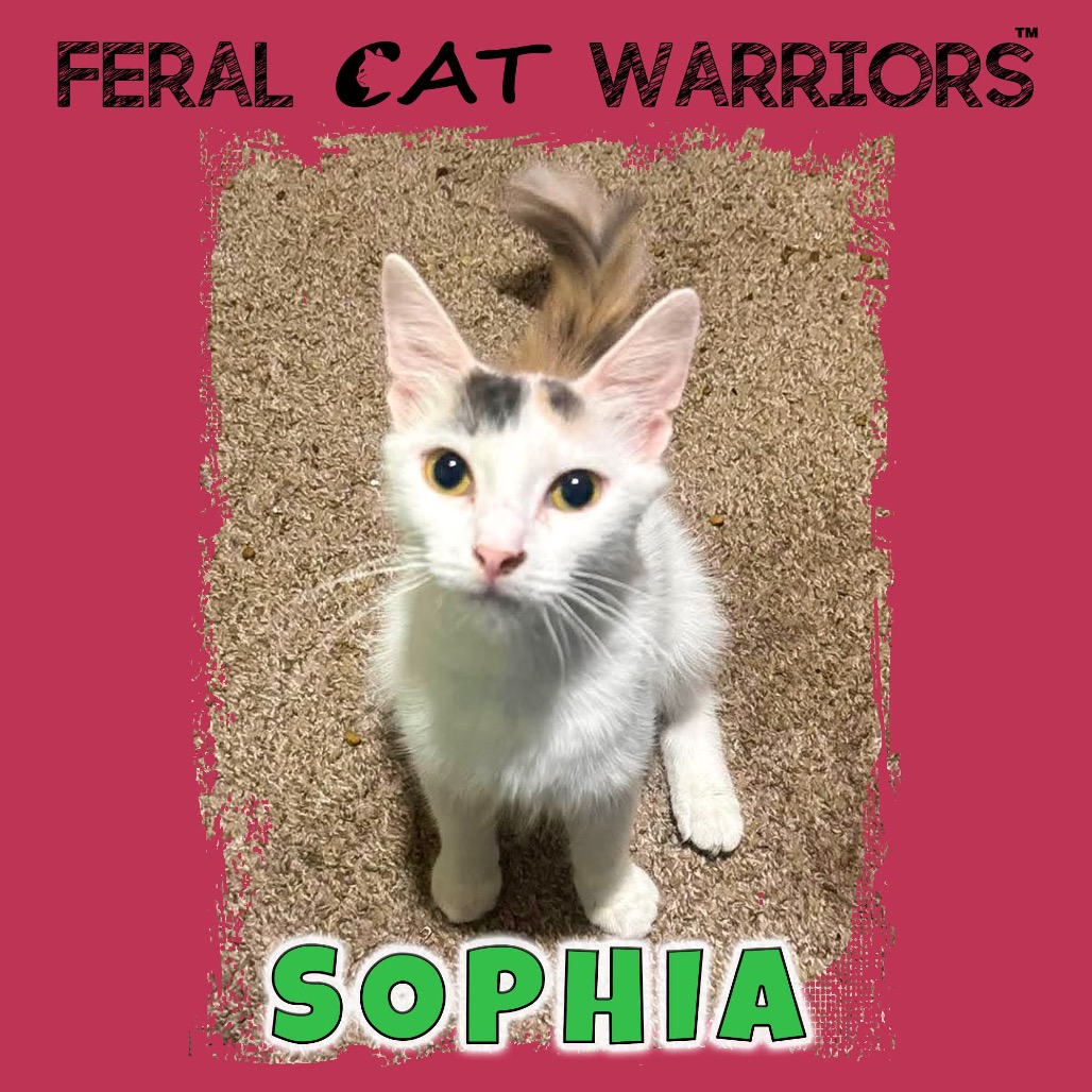 Sophia