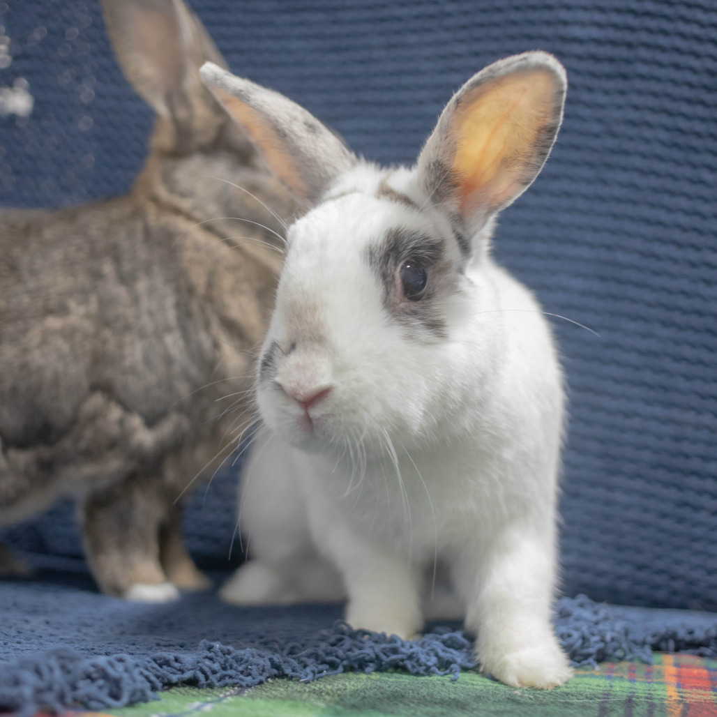 Pippa (bonded to Bowie), photo 7