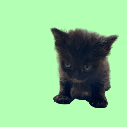 Tusc Stray 81761 2 3 4