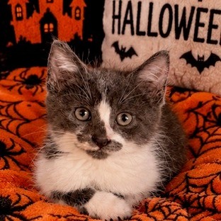 Jim the Cat