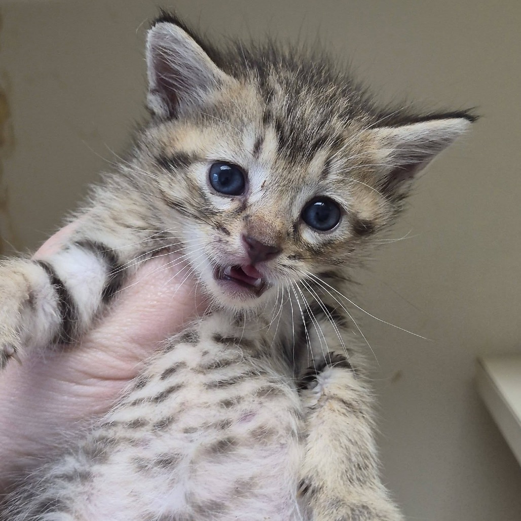 WATER - Domestic Shorthair available for adoption