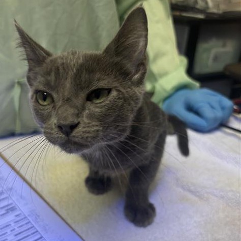 BARNABY - Domestic Shorthair available for adoption