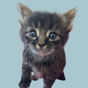  Photo of Happy