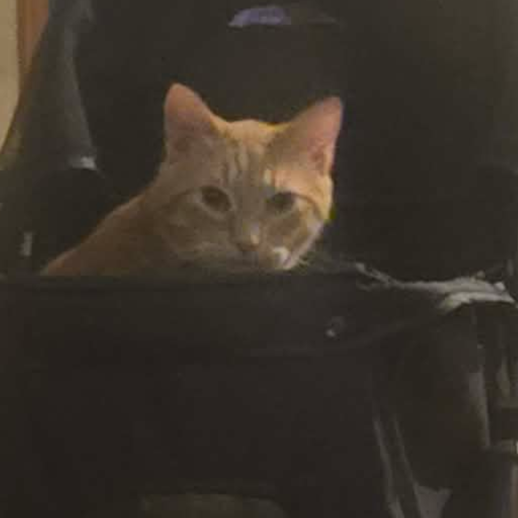 Nachos, an adoptable cat