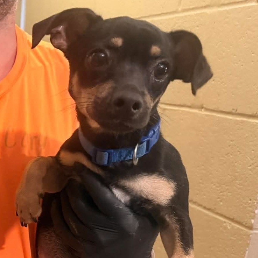 BARLEY - Mixed Breed (Small) available for adoption