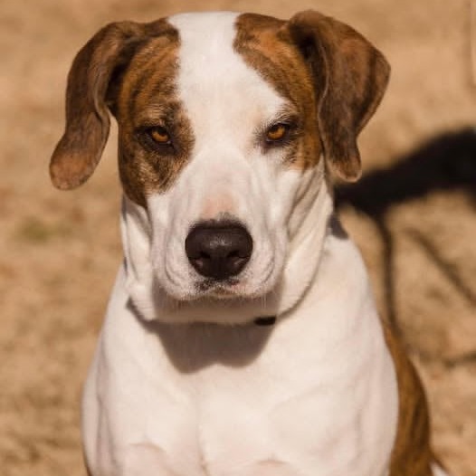 Photo of Sweetie